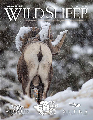 Winter 2024 Wild Sheep Cover